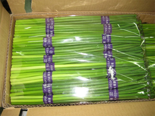 China Fresh Garlic Sprout(Garlic Stem,Garl...